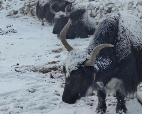 Trekking in Nepal in December