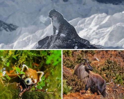 Top Wildlife Encounters on Nepal's Trekking