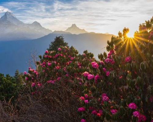Poon Hill vs Mardi Himal Trek