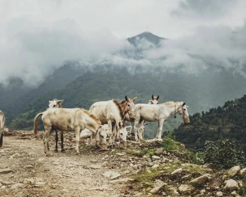 Annapurna Conservation Area