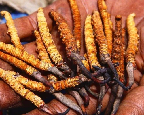 Yarshagumba - The Himalayan herb
