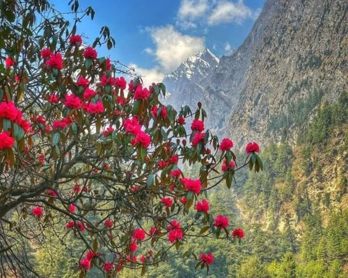 Trek to Manaslu Circuit in Spring