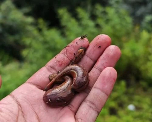 leeches on a Nepal trek