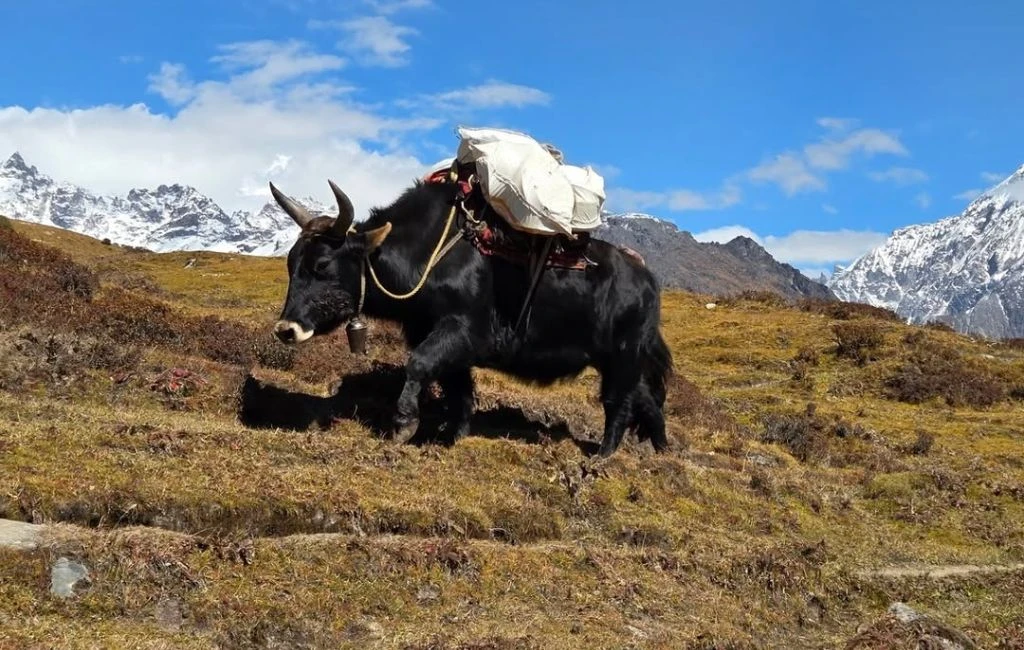 Kanchenjunga South Trek