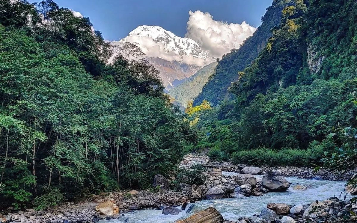 Rocky glacial river cutting through dense subtropical forest with a snow-capped peak above
