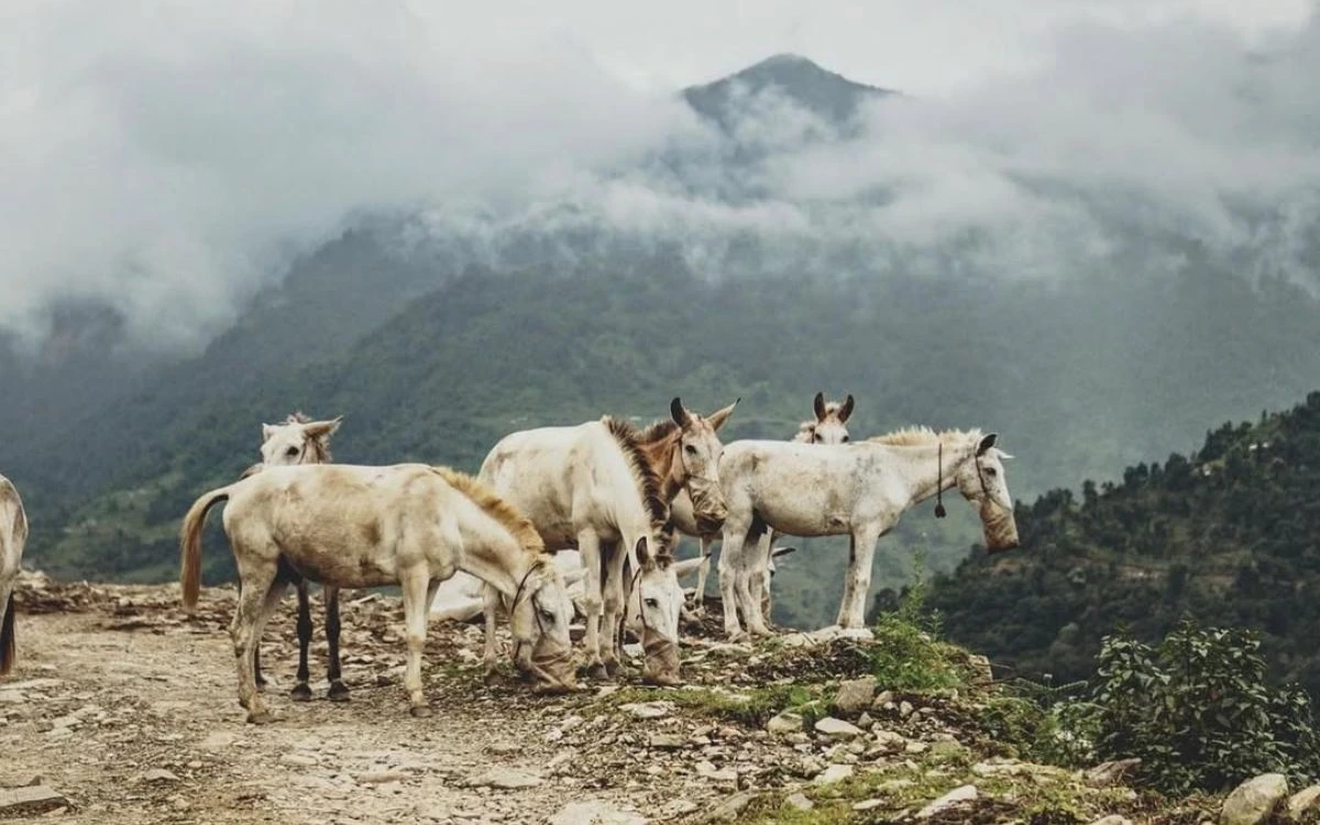 Pack horses and donkeys resting on mountain trail with misty peaks behind