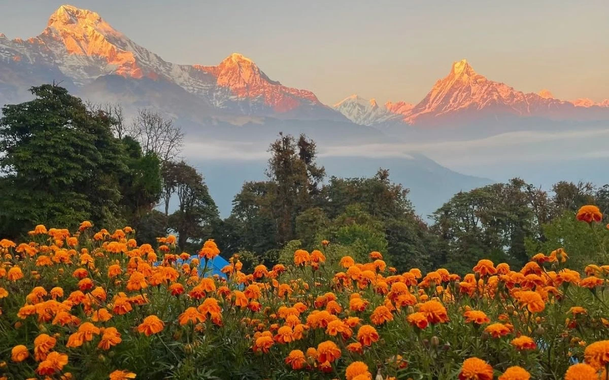 The evening sunset view from Tadapani, It's great place to view Mt. Annapurna south, Himchuli, Machhapuchhre and Annapurna III