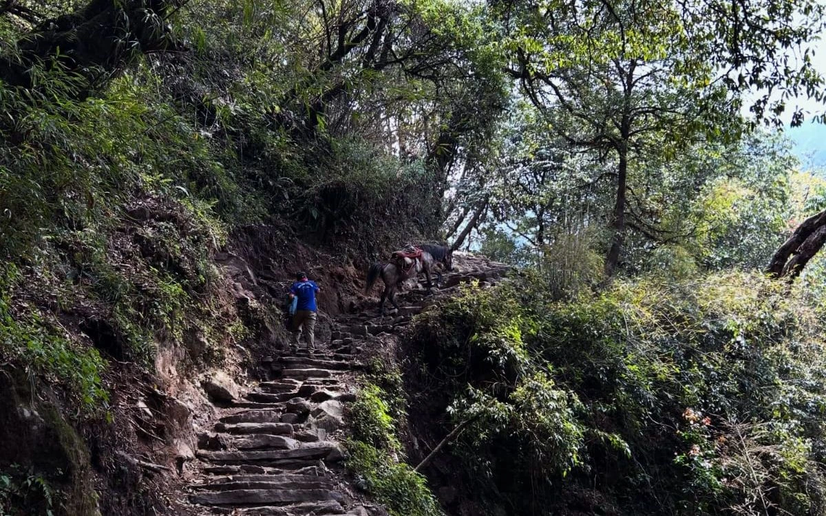Stone staircase trail with a mule on the best time for Annapurna Base Camp Trek route