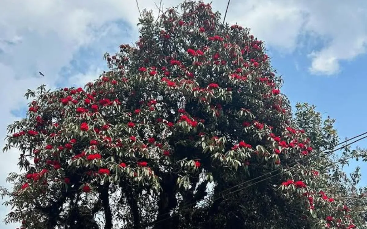 Spring rhododendrons bloom along the Mardi Himal trek route