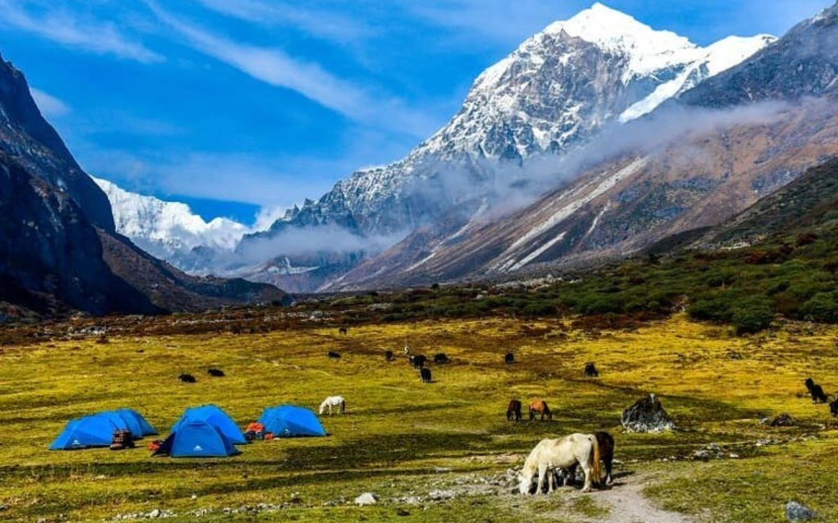 Blue camping tents on a green alpine meadow with horses grazing and Kanchenjunga's snow-draped slopes behind