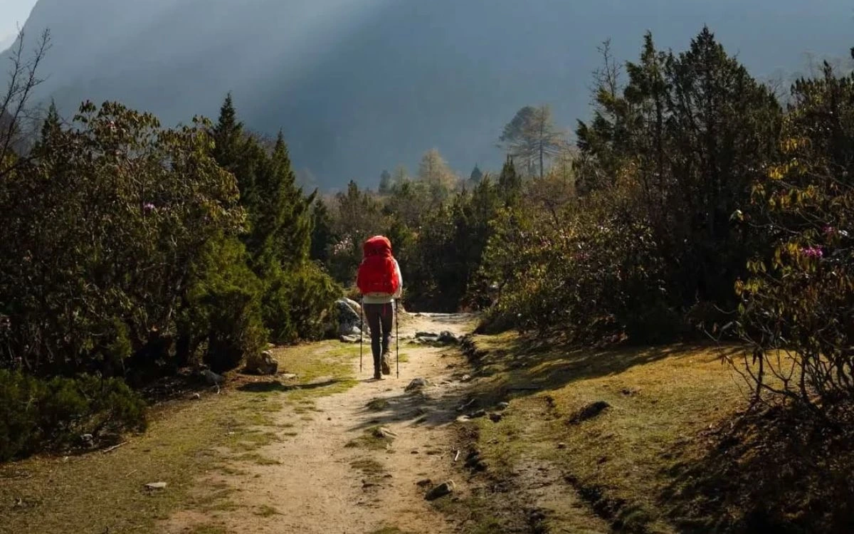 Solo trekker with a red backpack walking a sunlit forest trail in the Kanchenjunga region