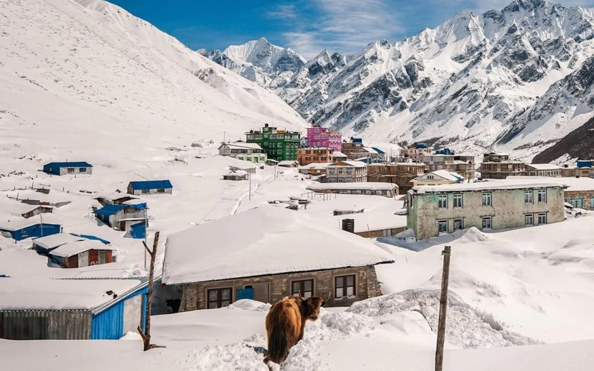 Snow-covered mountain village with yak during winter Christmas in Nepal trekking season