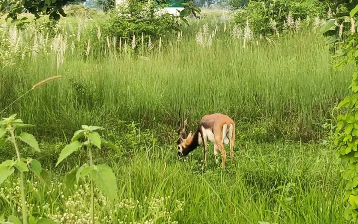 Blackbuck Conservation Area