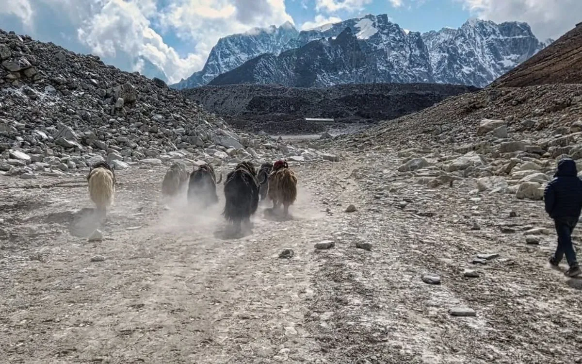 Yaks in gorakshep