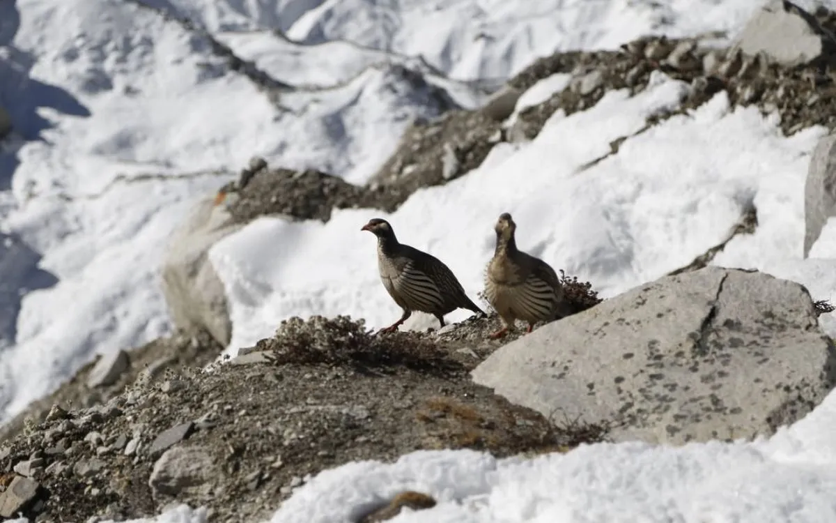 danphe seen in gorakshep village everest
