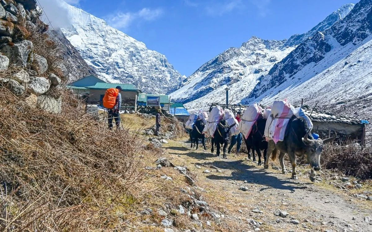 Yaks carrying trekking supplies on mountain trail in Nepal with snow-capped Himalayan peaks in background