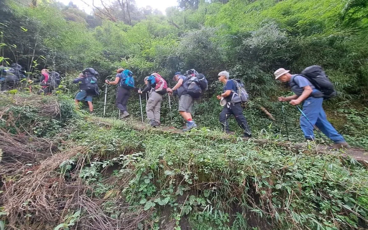 Group of hikers climbing through dense green vegetation on a steep hillside trail.