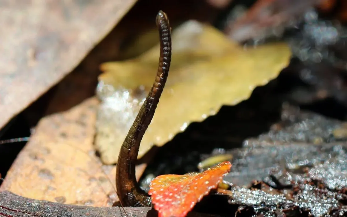 Dark brown leech on wet rocks and fallen leaves
