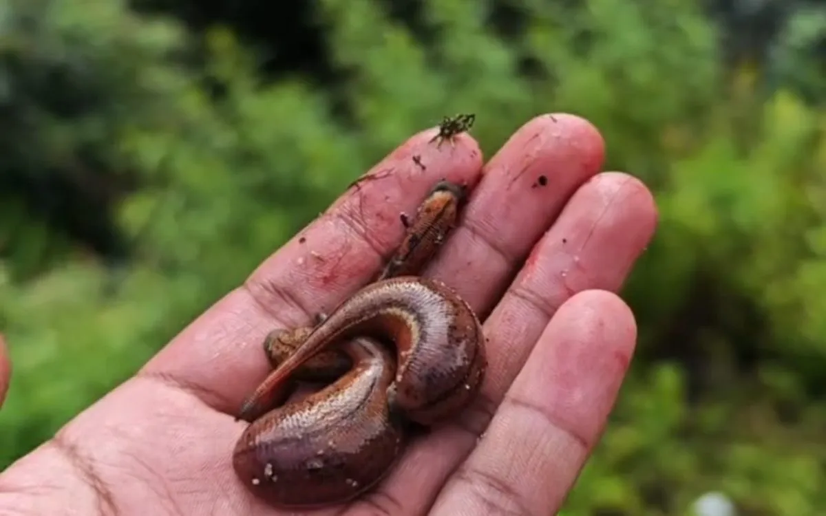 Large brown leech coiled in person's palm outdoors