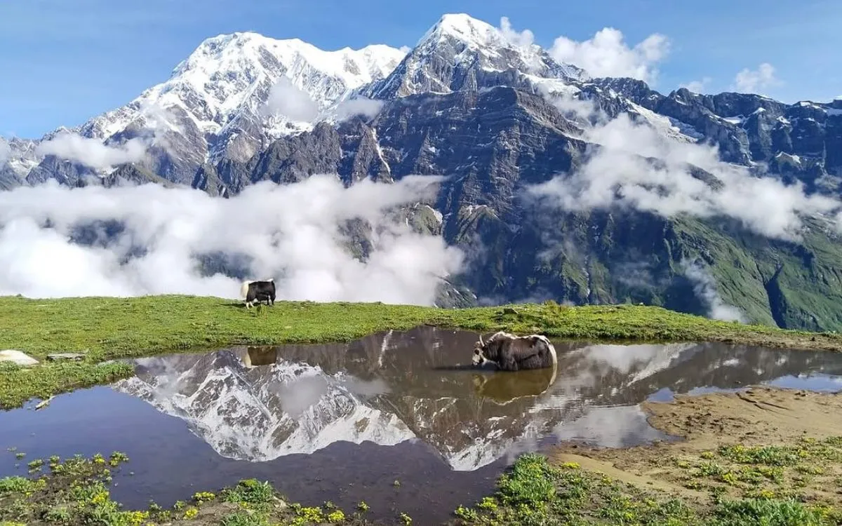 Snow-capped mountain peaks with yaks grazing by alpine lake