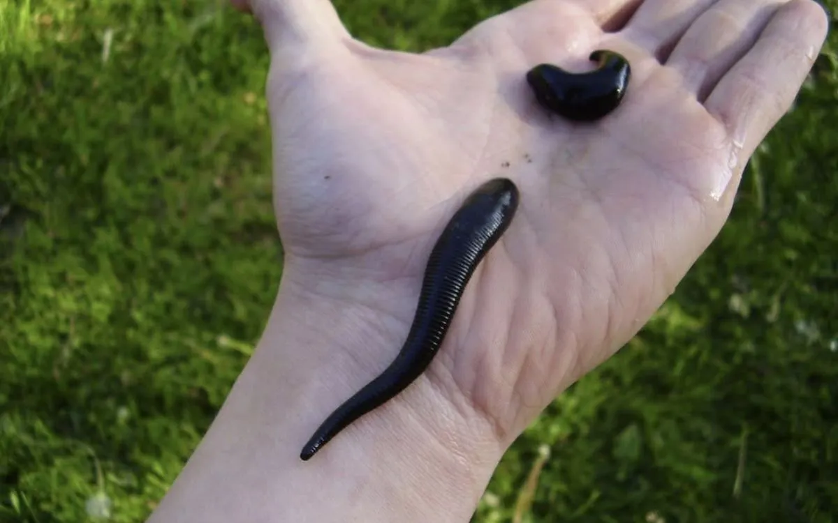 Two black leeches on open palm against green grass background