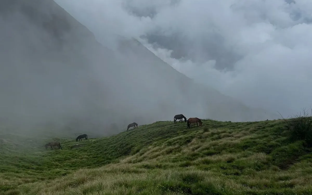 Horses grazing on misty mountain hillside in Nepal