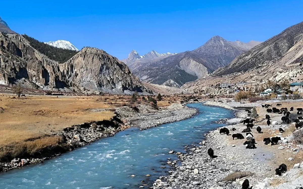 A herd of yaks grazing beside a turquoise glacial river in the arid Manang valley on the Annapurna Circuit