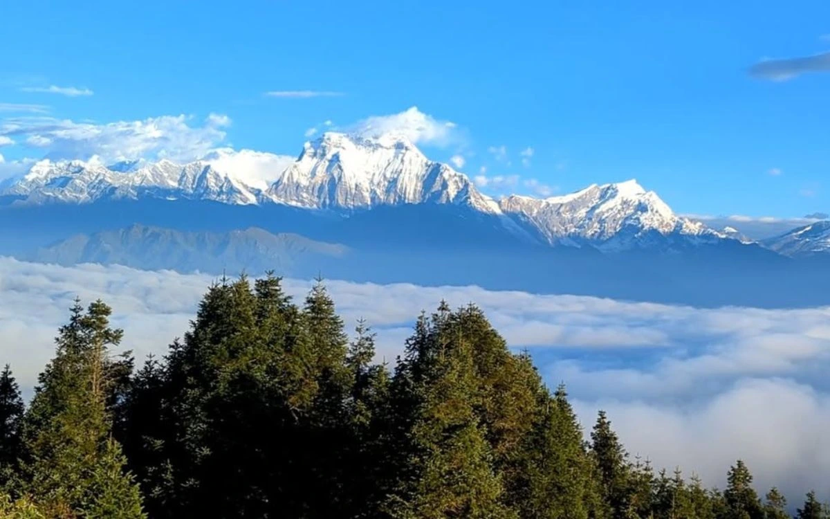 Dhaulagiri mountain range rising above sea of clouds with pine forest foreground