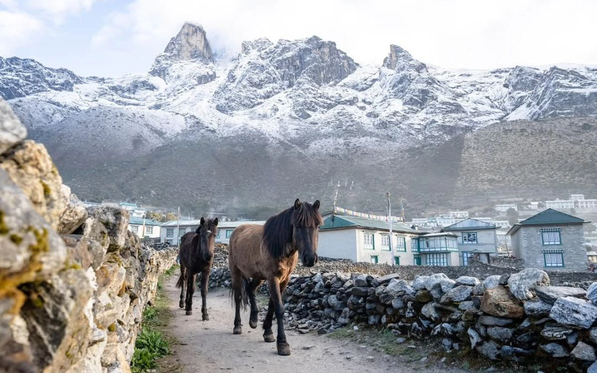 Two horses walking along a narrow stone-walled lane through Khumjung village with snow-covered jagged peaks behind