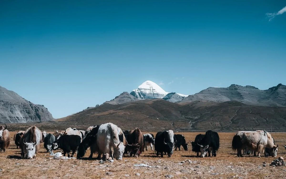 Yaks grazing on the plains below Mount Kailash