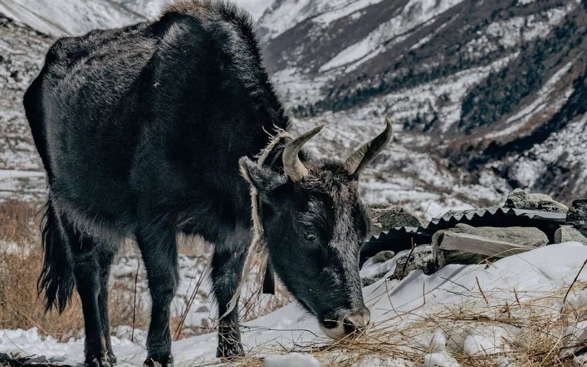 Black yak grazing on winter grass near traditional stone structures in Langtang
