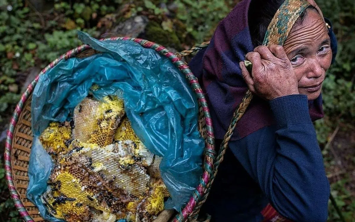 Elderly Nepalese woman carrying harvested mad honey honeycomb in traditional basket