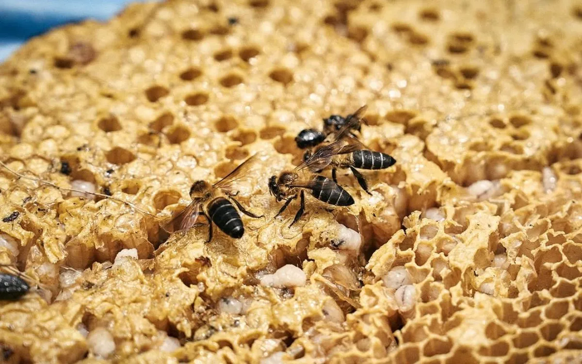 Close-up of bees on golden honeycomb structure