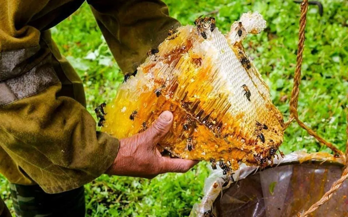 Hands holding fresh honeycomb dripping with golden mad honey and covered in bees