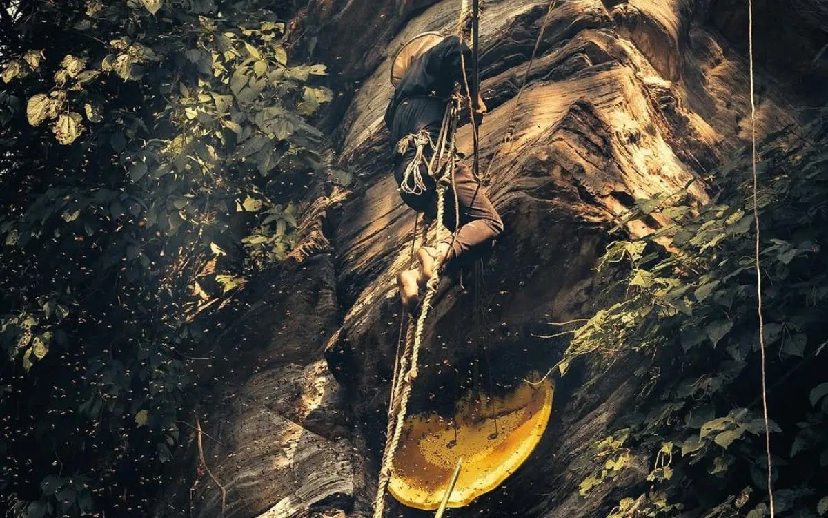Traditional honey hunter descending cliff on rope ladder to reach wild beehives