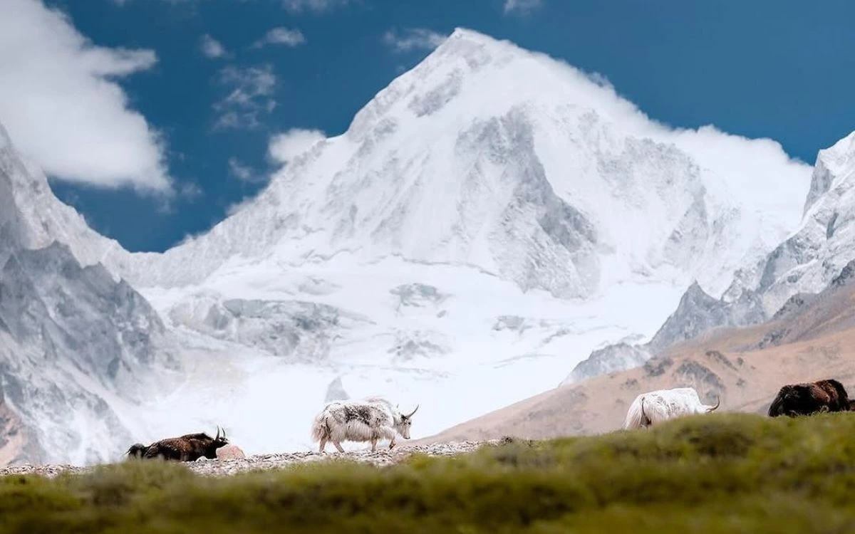 Yaks grazing on alpine meadows with a massive glaciated Annapurna peak filling the background