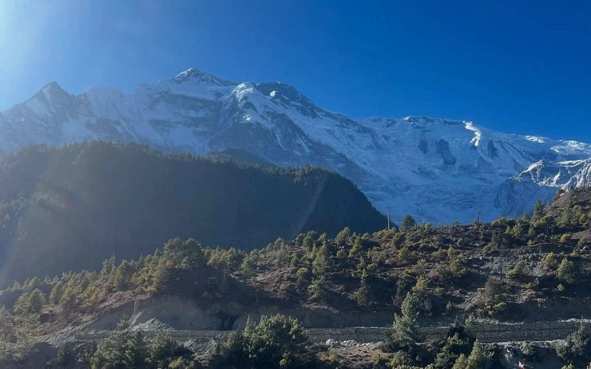 Pine forest on a rocky hillside below the broad snow-covered face of Annapurna III on a sunny morning