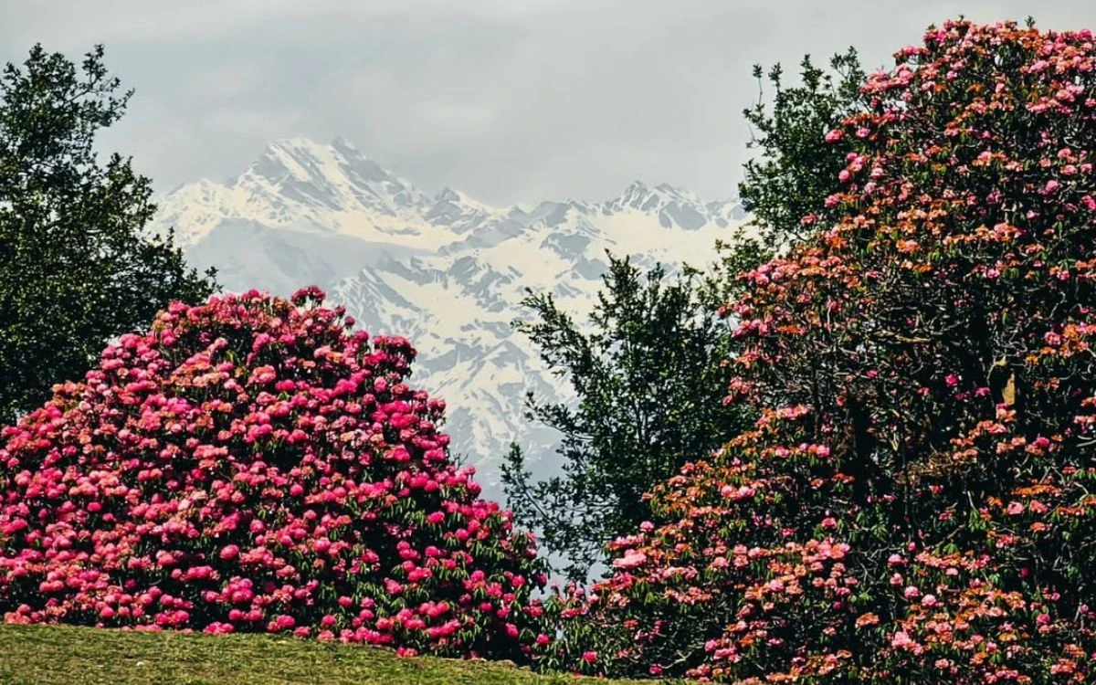 Pink rhododendrons in full bloom with snow-covered mountains in the background