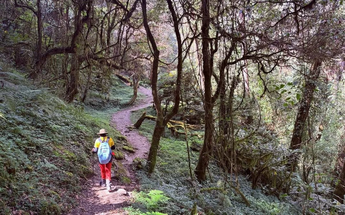 Trekker on forest path through rhododendron woods in Nepal