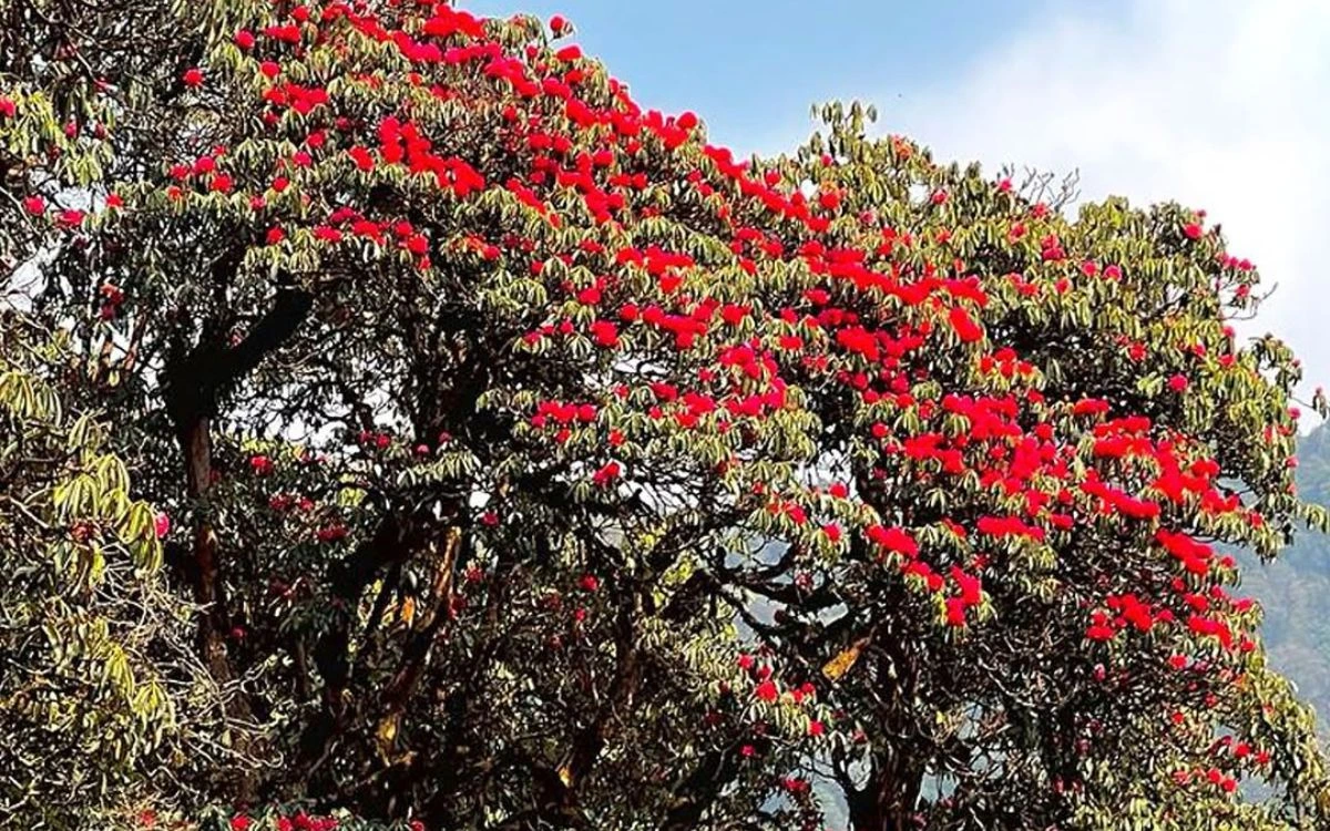 Red rhododendron tree in full bloom on a Nepal trekking trail in spring