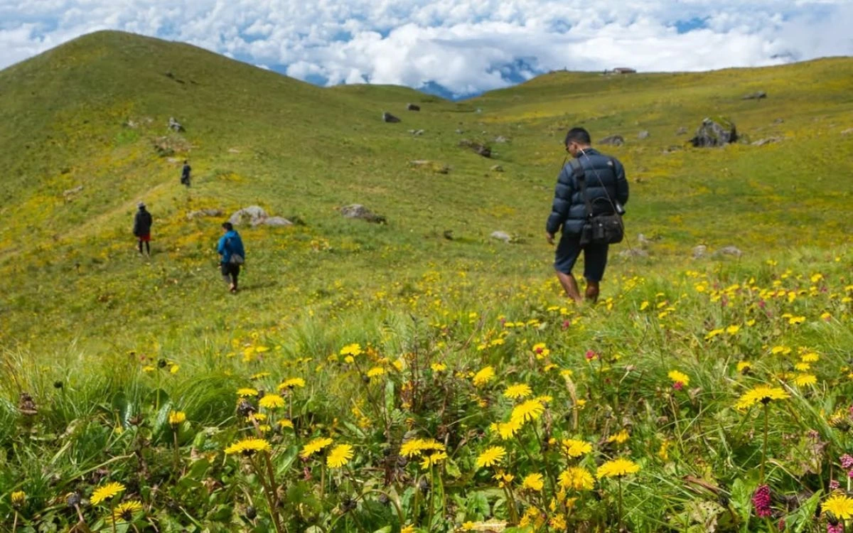 Trekkers hiking across a lush alpine meadow covered in yellow wildflowers in July