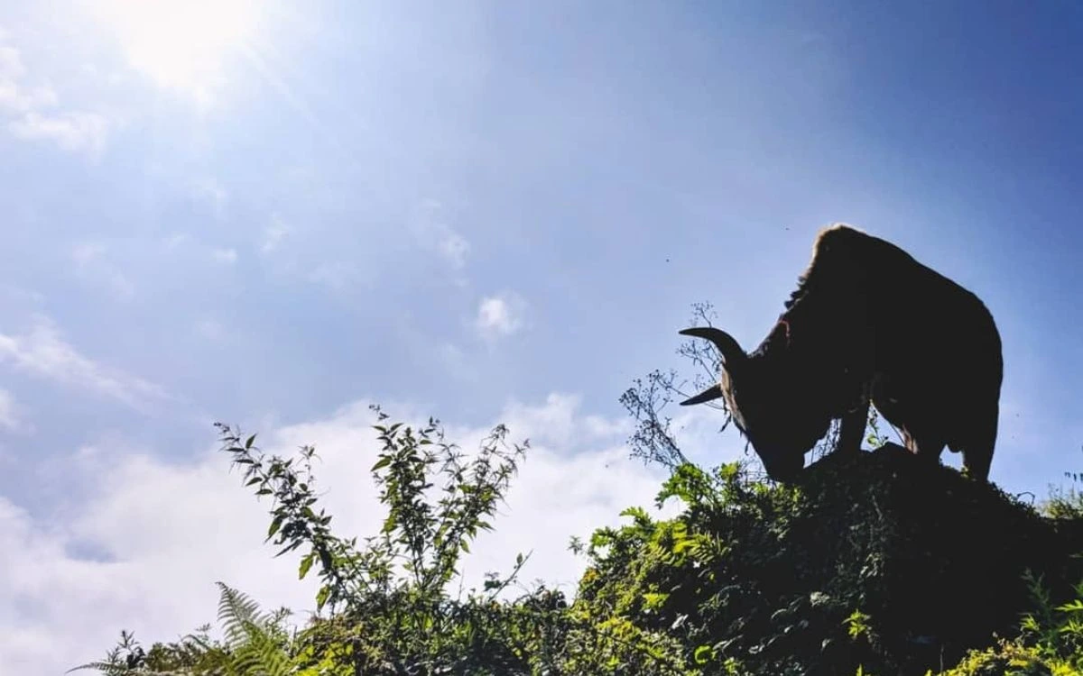 Yak silhouetted against a bright blue sky on a hilltop