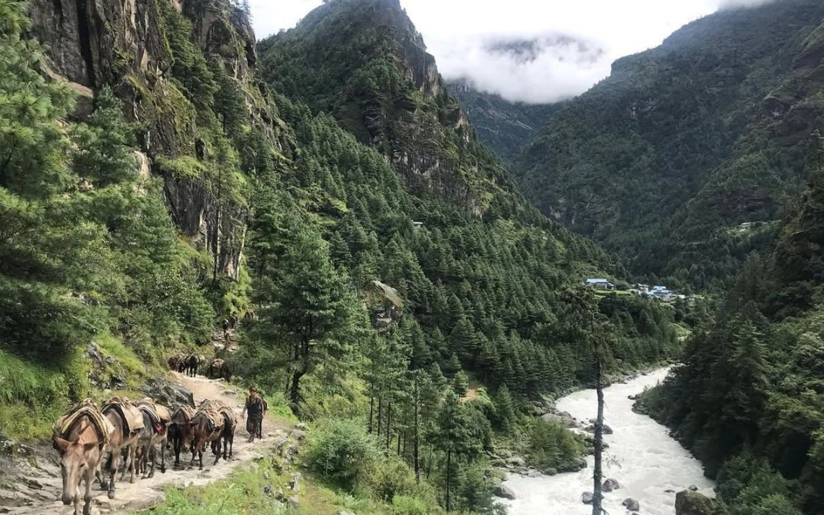 Mule caravan on forested trail above rushing Dudh Kosi river en route to Phakding