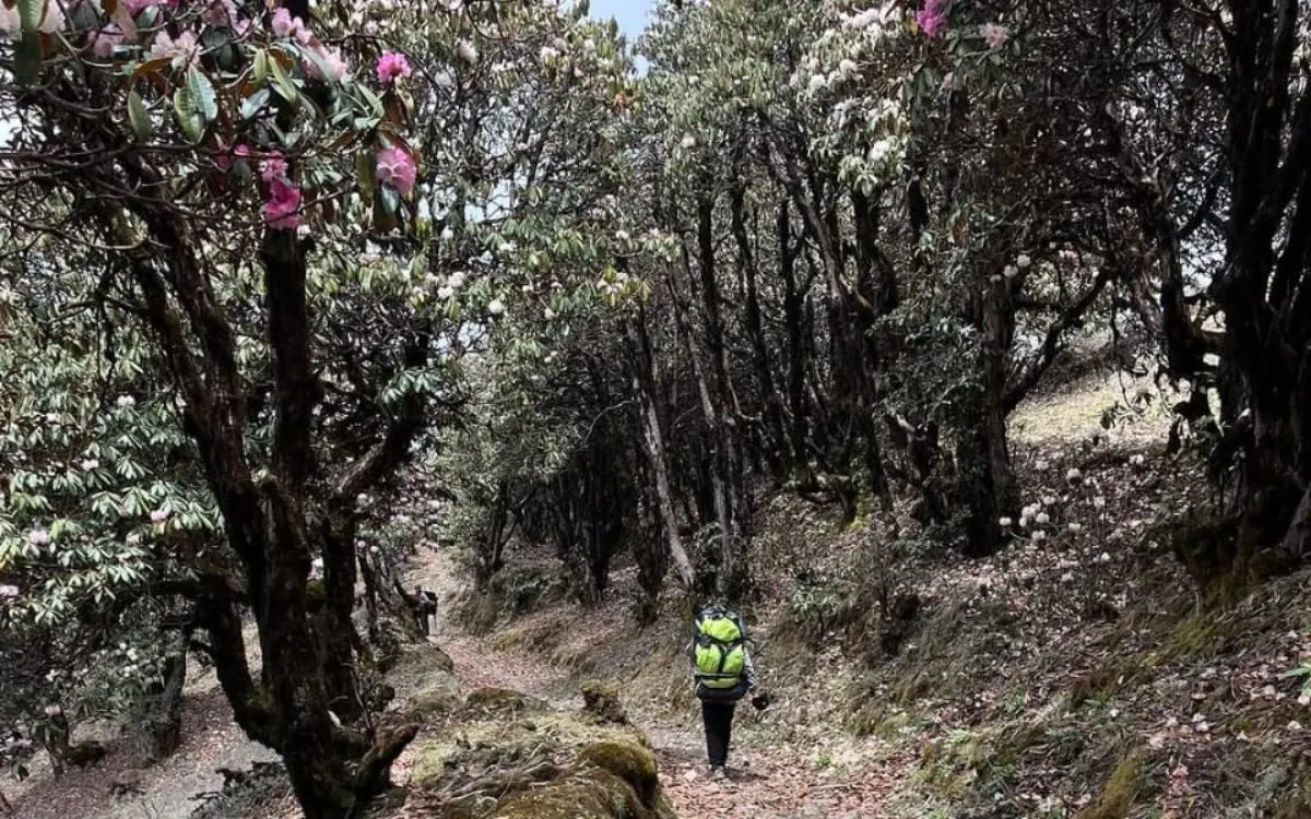Trekker walking through rhododendron forest trail