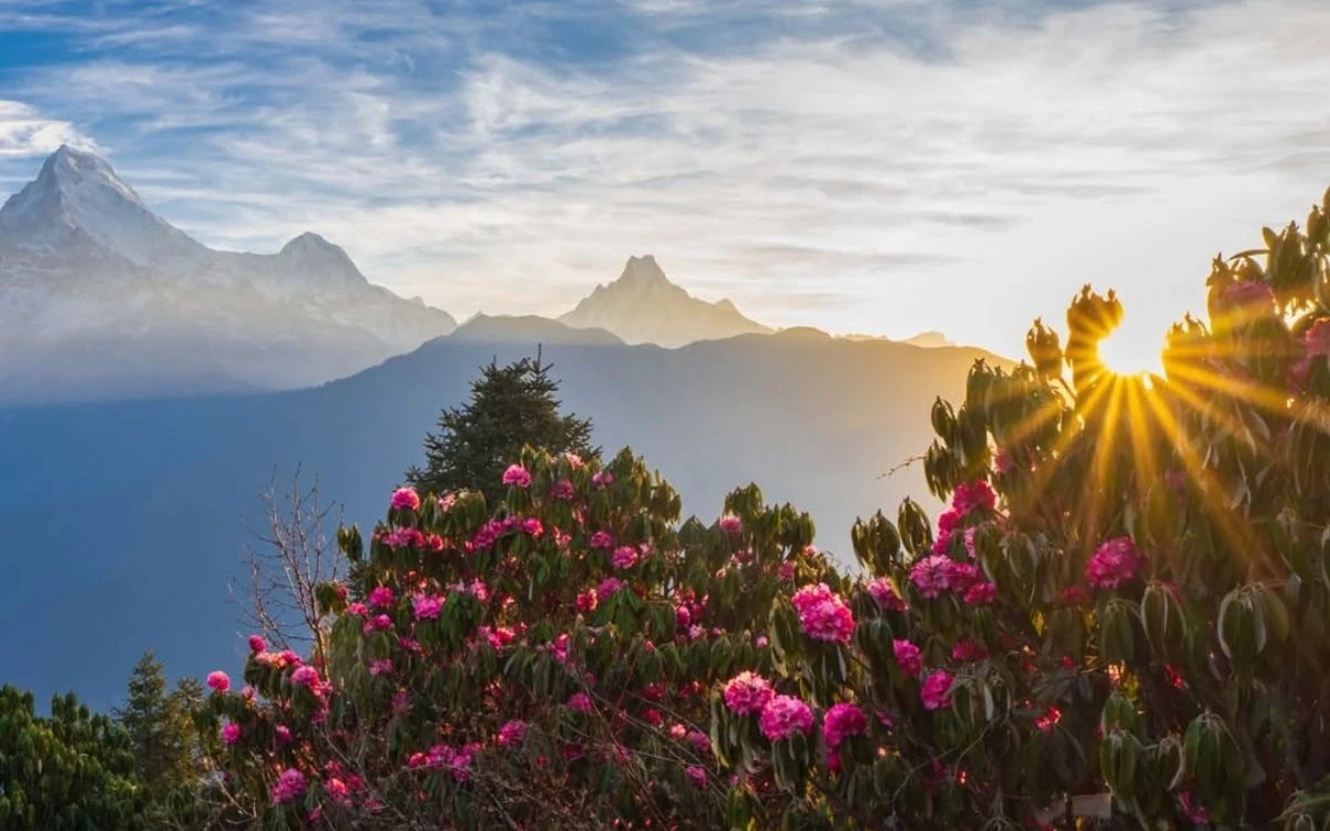 Sunrise over Annapurna range with blooming pink rhododendrons in the foreground at Poon Hill