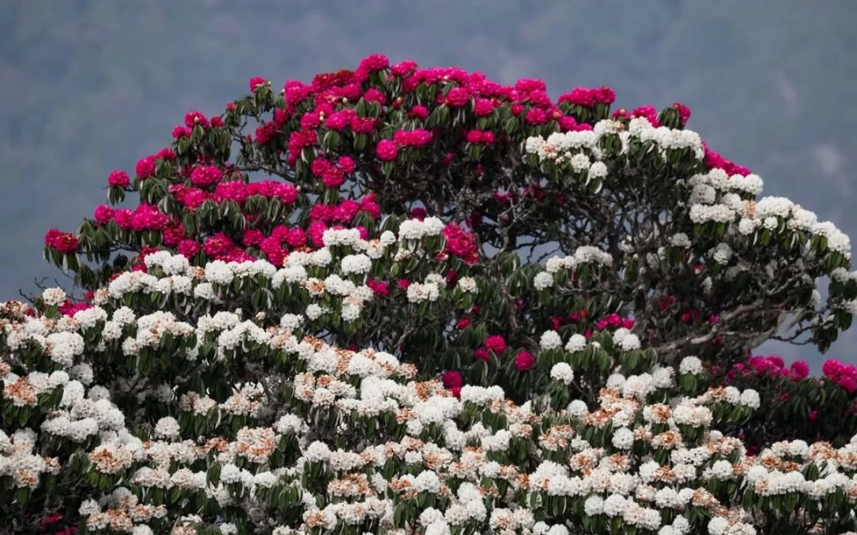 Close-up of pink and white rhododendron blooms on the Poon Hill trek
