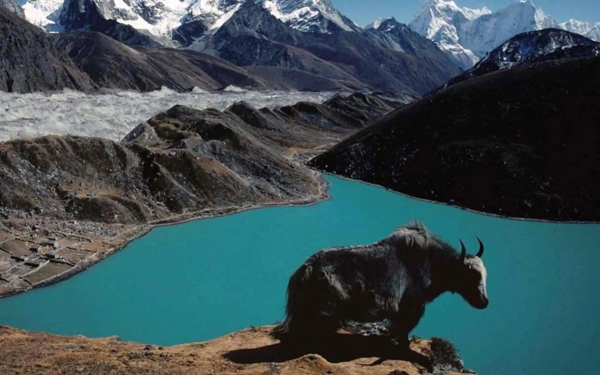 Black yak standing above turquoise glacial lake with Himalayan peaks and glacier behind