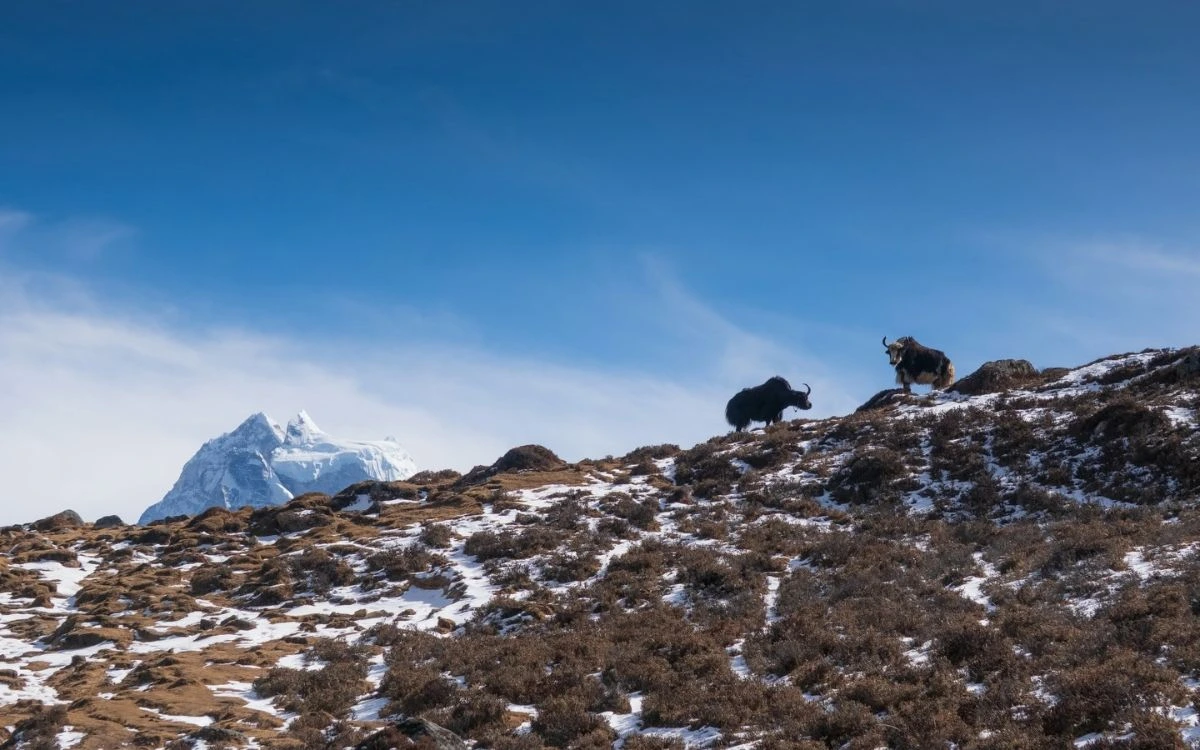 Yaks grazing on a Khumbu hillside with Everest region peaks behind