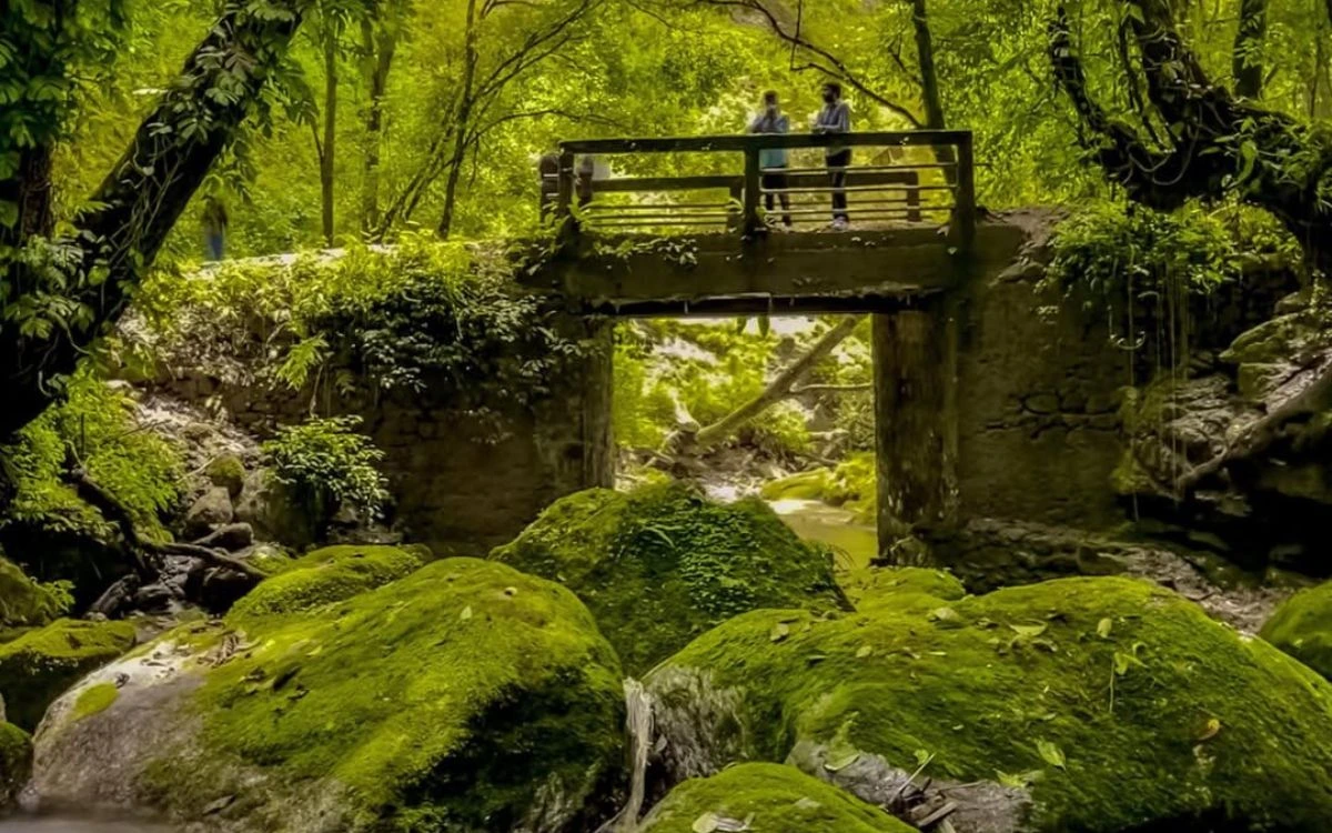 Moss-covered rocks and flowing stream beneath wooden footbridge surrounded by lush green forest in Shivapuri National Park, near Nagi Gompa monastery