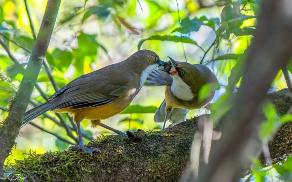 Two birds sharing food on moss-covered branch in dappled forest light within Shivapuri National Park's diverse bird habitat